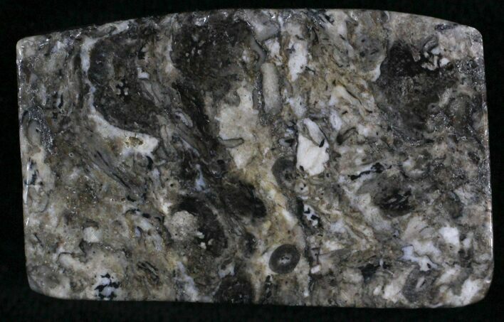 Rhynie Chert - Early Devonian Vascular Plant Fossils #25802